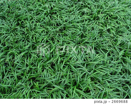タマリュウ 草 草葉 テクスチャの写真素材