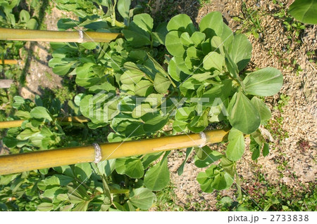 竹支柱の写真素材