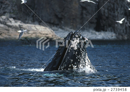クジラ ザトウクジラ 食事 口の写真素材