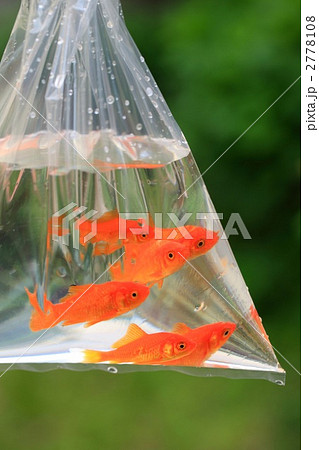 ビニール袋 金魚 金魚すくい 袋の写真素材