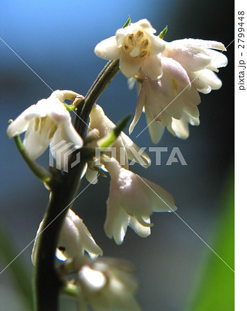 リュウノヒゲ 花の写真素材