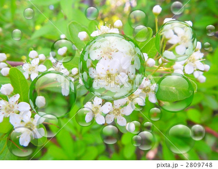 植物 白い花 小さな花 シャボン玉の写真素材