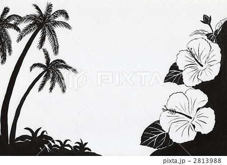 椰子 ハイビスカス イラスト 白黒 植物の写真素材