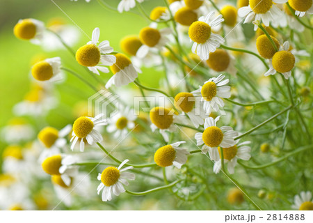 カモミラ 花の写真素材