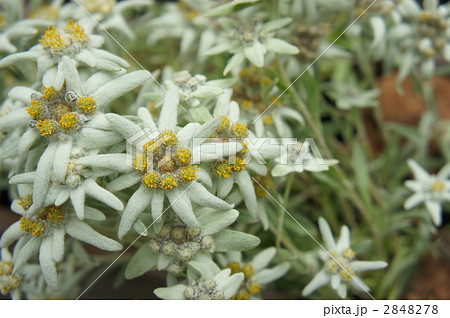 エーデルワイス 花の写真素材