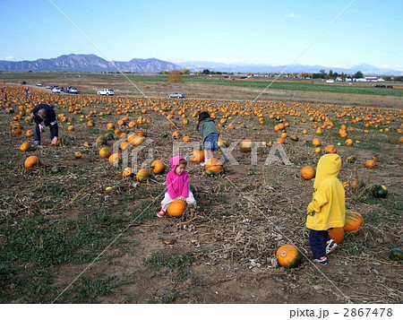 かぼちゃ畑の写真素材