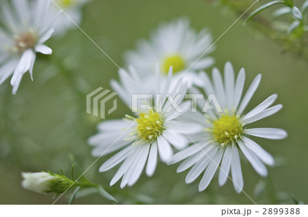 クジャクアスター 花 白い花 小花の写真素材