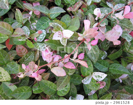 初雪カツラ 植物の写真素材