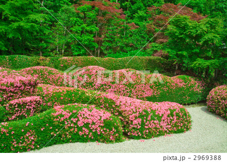 五月杜鵑花日本庭園日式庭園日式庭院照片素材