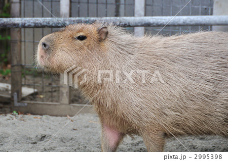 カピバラ 動物 陸上動物 上野動物園の写真素材