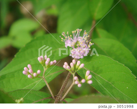 花 紫式部 ムラサキシキブ 蕾の写真素材