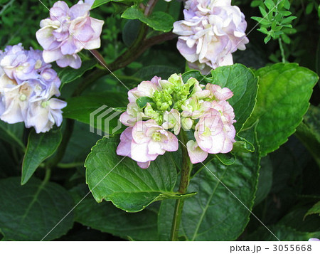 紫陽花 十二単 石化八重アジサイ 石化八重紫陽花の写真素材