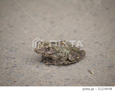 ガマガエルの写真素材 - PIXTA