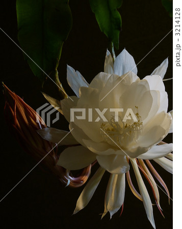 ７月１９日誕生花の写真素材 Pixta