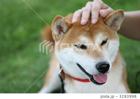 撫でる 犬 頭 柴犬の写真素材