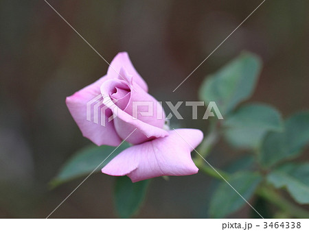 ビオレ 紫の花の写真素材