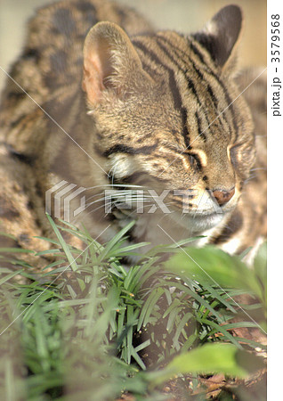 ベンガルヤマネコ ヤマネコ 肉食目ネコ科 ヒョウ柄の写真素材 - PIXTA