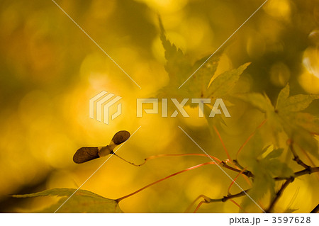 珊瑚閣紅葉の写真素材