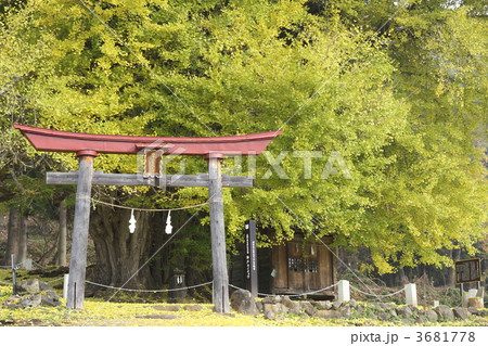 銀杏の木 大銀杏 根っこの写真素材 - PIXTA