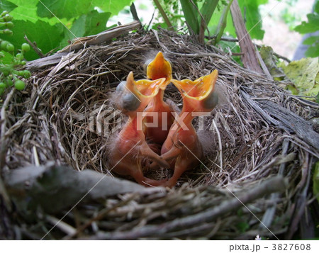 ヒナドリ 鳥の巣 小鳥の写真素材