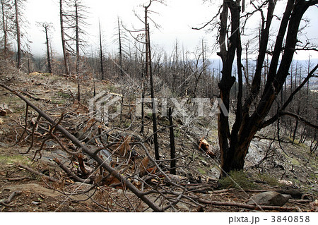 山火事 森林火災 枯れ木 北アメリカの写真素材