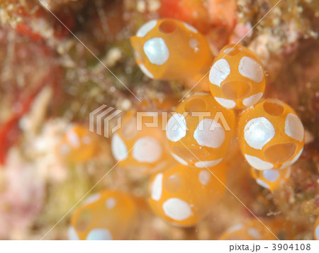 オレンジ色のホヤ 水中の写真素材