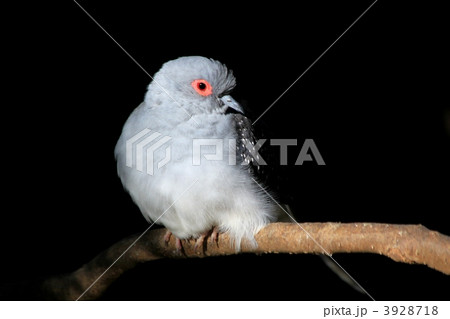 赤い目 薄雪鳩 ウスユキバト 小型ハトの写真素材