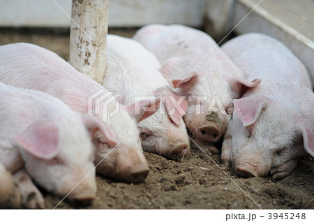 コブタ 子豚 牧場 豚の写真素材