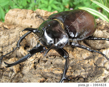 ゾウカブトムシの写真素材 - PIXTA