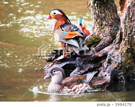 ファッション 通販 鳥 オシドリ PIXTA - つがいの写真素材 水鳥 絵画