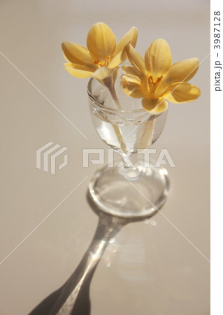 クロッカス テーブルフォト 花瓶 白バックの写真素材