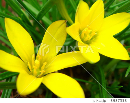 セロウィアナム イエイオン の写真素材 セロウィアナム イエイオン の写真素材