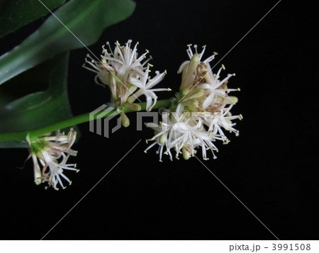 ドラセナマッサンギアナ 幸福の木 幸せの木 花の写真素材