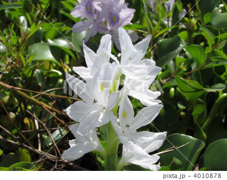 白い花 布袋草 水草 ホテイソウの写真素材