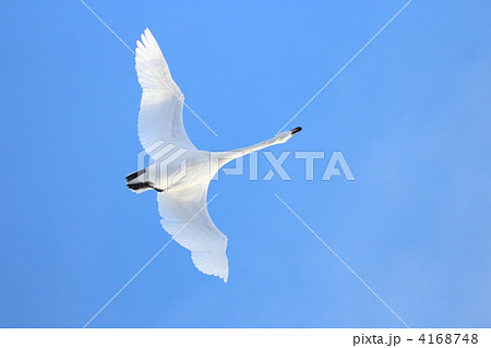 白鳥 一羽 飛ぶ姿 鳥 昼の写真素材