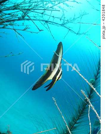ツバメウオの幼魚の写真素材