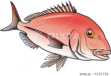真鯛 マダイ 鯛 魚類のイラスト素材