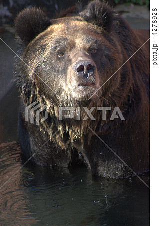 エゾヒグマ 熊 ヒグマ亜種 日本最大種の写真素材