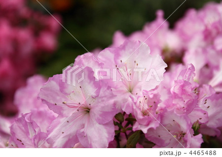 アザレア 花の写真素材
