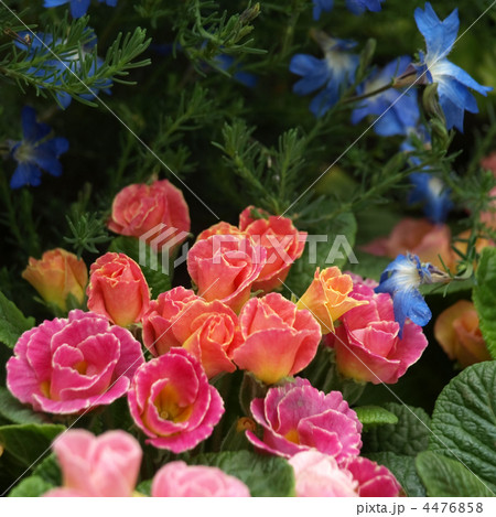 プリムラ ジュリアン キャンディマジック 花 植物の写真素材