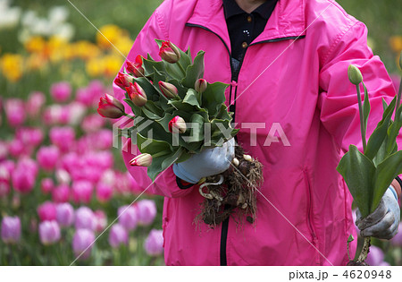 チューリップ売り 花農家の写真素材