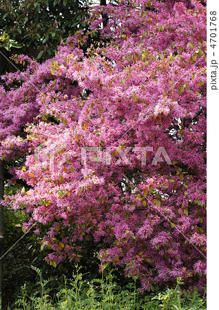 マンサクの花の写真素材