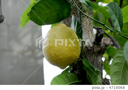 レモン ポンデローザの写真素材