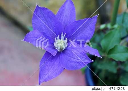 鉄線花の写真素材