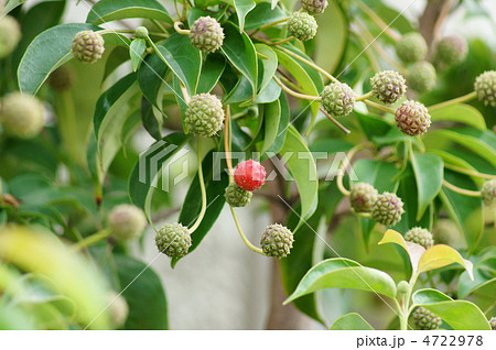 ブツブツ 植物 コーナスの写真素材