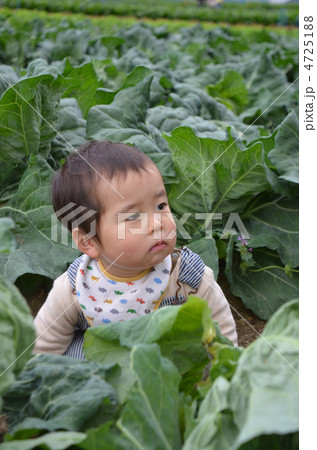 キャベツ畑 赤ちゃん 畑 1歳半の写真素材