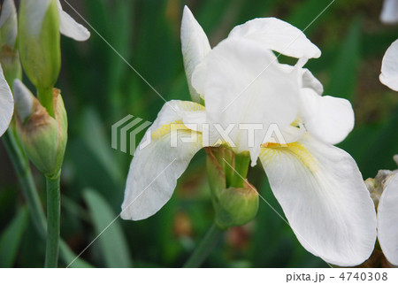 シロバナイリスの写真素材