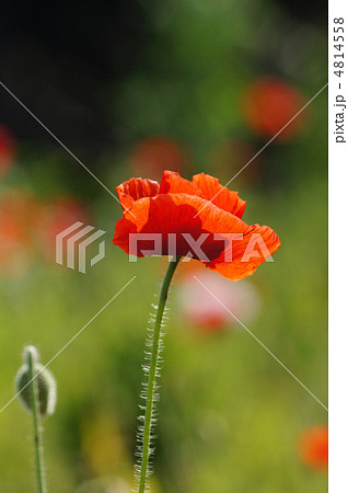 虞美人草 ヒナゲシ ポピー 花の写真素材 - PIXTA