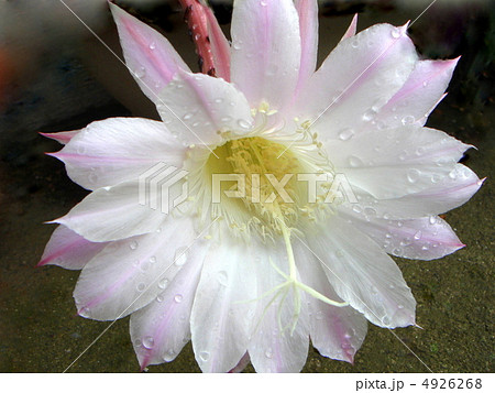 サボテンの花 短毛丸の写真素材