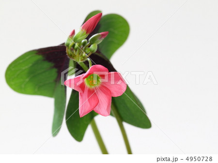 オキザリス 四葉 葉 ラッキークローバーの写真素材